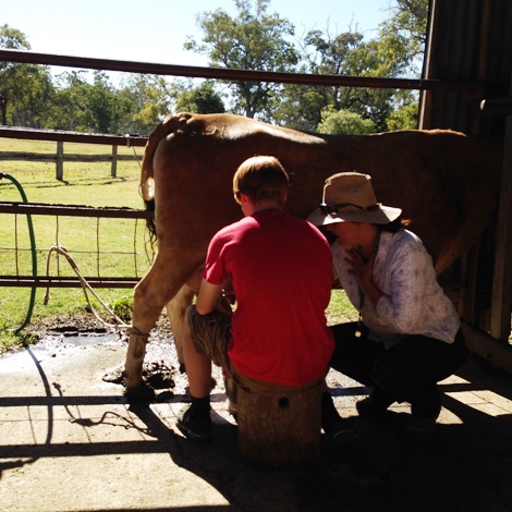 Learn how to milk a cow by hand