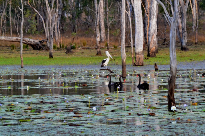 We've made Blunder Dam a wildlife reserve