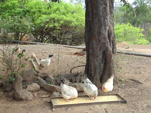 Help feed the chooks