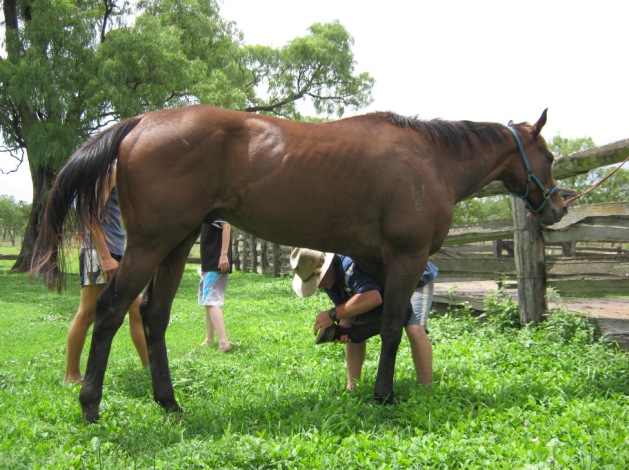 It's important to look after our horses, because they look after us while we're mustering