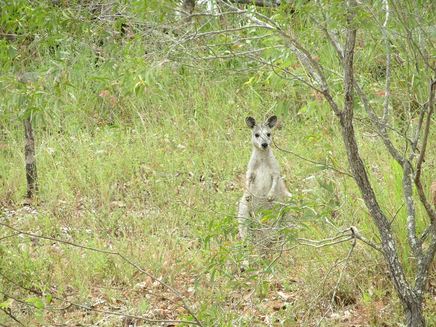 Kangaroos naturally blend in with the landscape