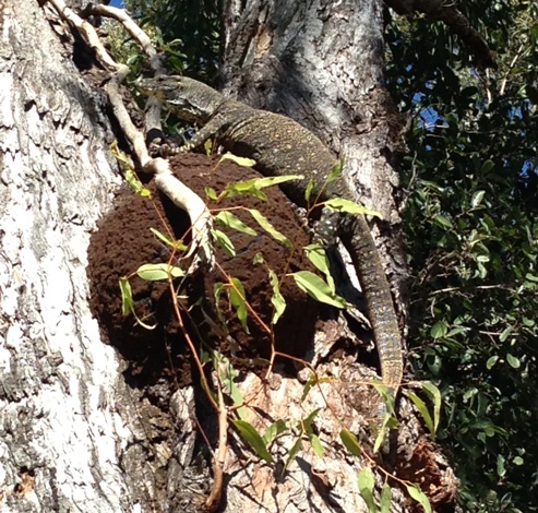 Keep your eyes peeled, and you may spot a goanna