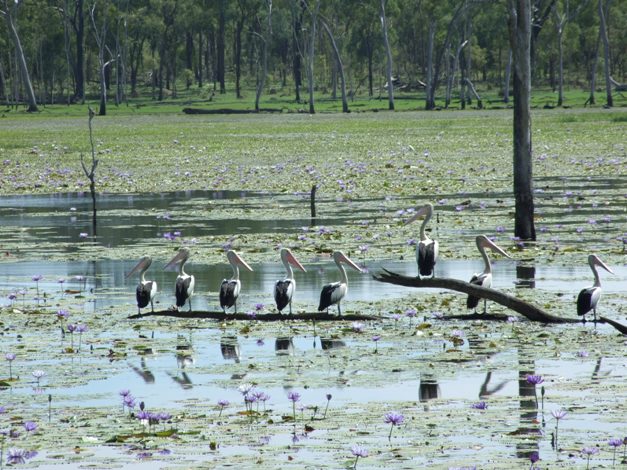 There have been over 120 bird species spotted on Woodleigh