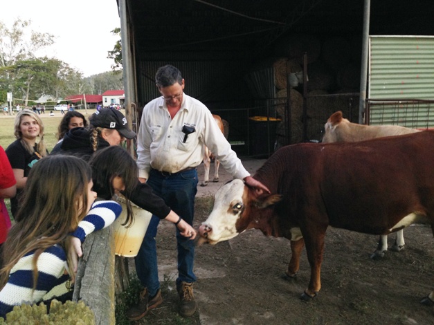 Feed the cows at milking time