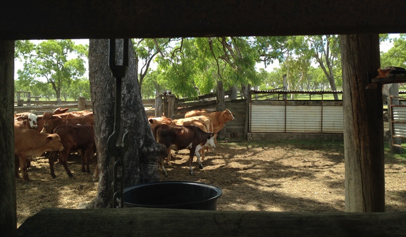 When we muster we put cattle in the yard