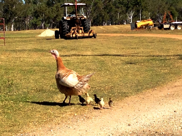 If you're lucky you may see chickens, ducklings or turkey chicks