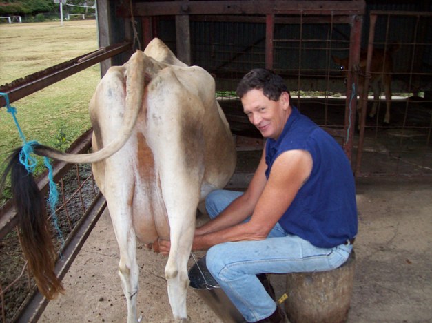 Milking the cow is an important job on the station