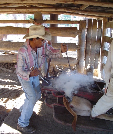 Get practical agricultural experience with yardwork like branding