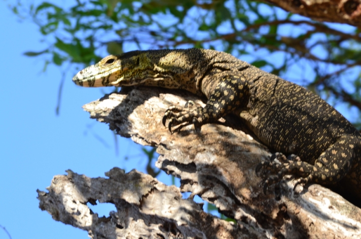 If you're lucky, you may see a goanna