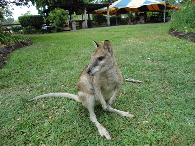 The wallaby enjoying Woodleigh gardens