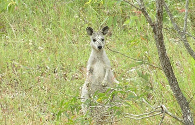 Explore the real Aussie outback