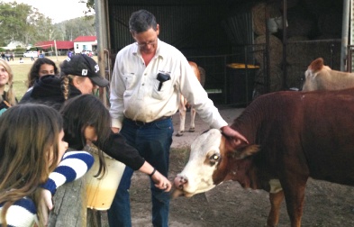 Feeding the cows